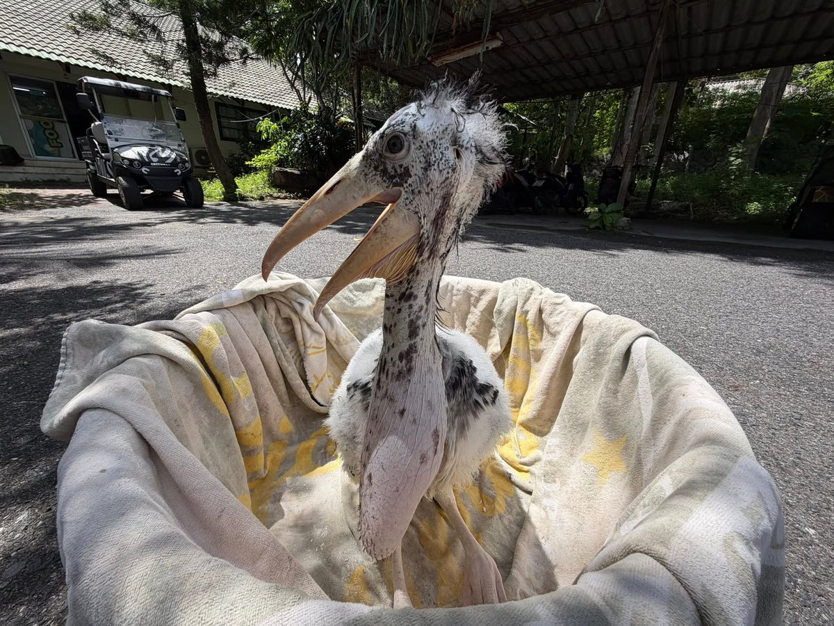 สวนสัตว์เปิดเขาเขียว Khao Kheow Open Zoo tweet media