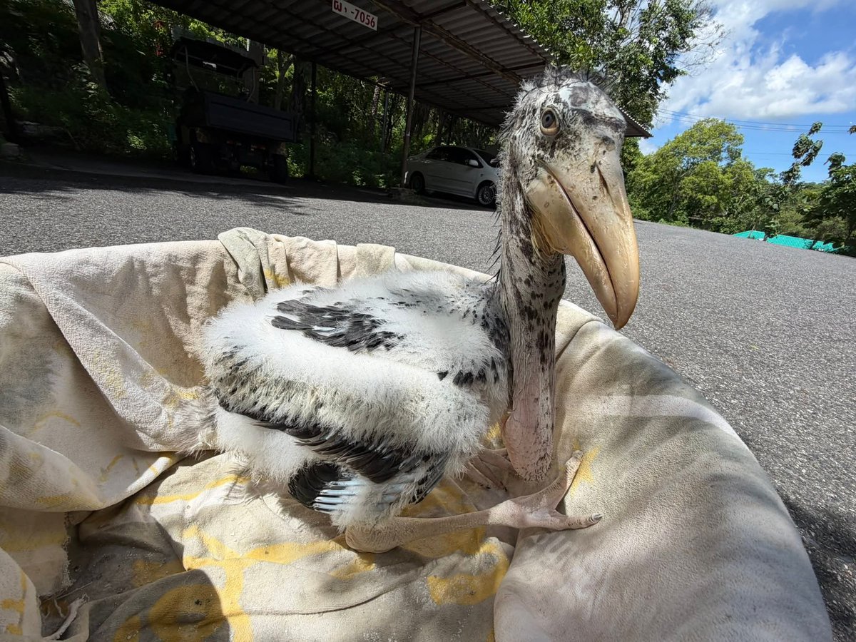 สวนสัตว์เปิดเขาเขียว Khao Kheow Open Zoo tweet media