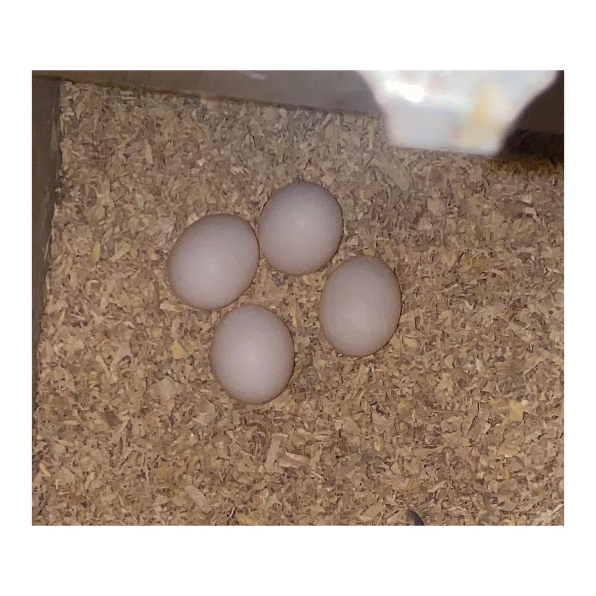 DMaxbirds's tweet photo. Trusted bird lovers community with parrots fertile eggs available for adoption. Healthy breeding stock and safe worldwide shipping.
📩 Telegram: @danielmaxbirdsshop
maxbirdsdaniel@gmail.com
#BirdCommunity #ParrotEggs #BirdBreeder #BirdFarm #Conure #Lovebirds #MacawLife #PetBirds https://t.co/ma5shS9oRx