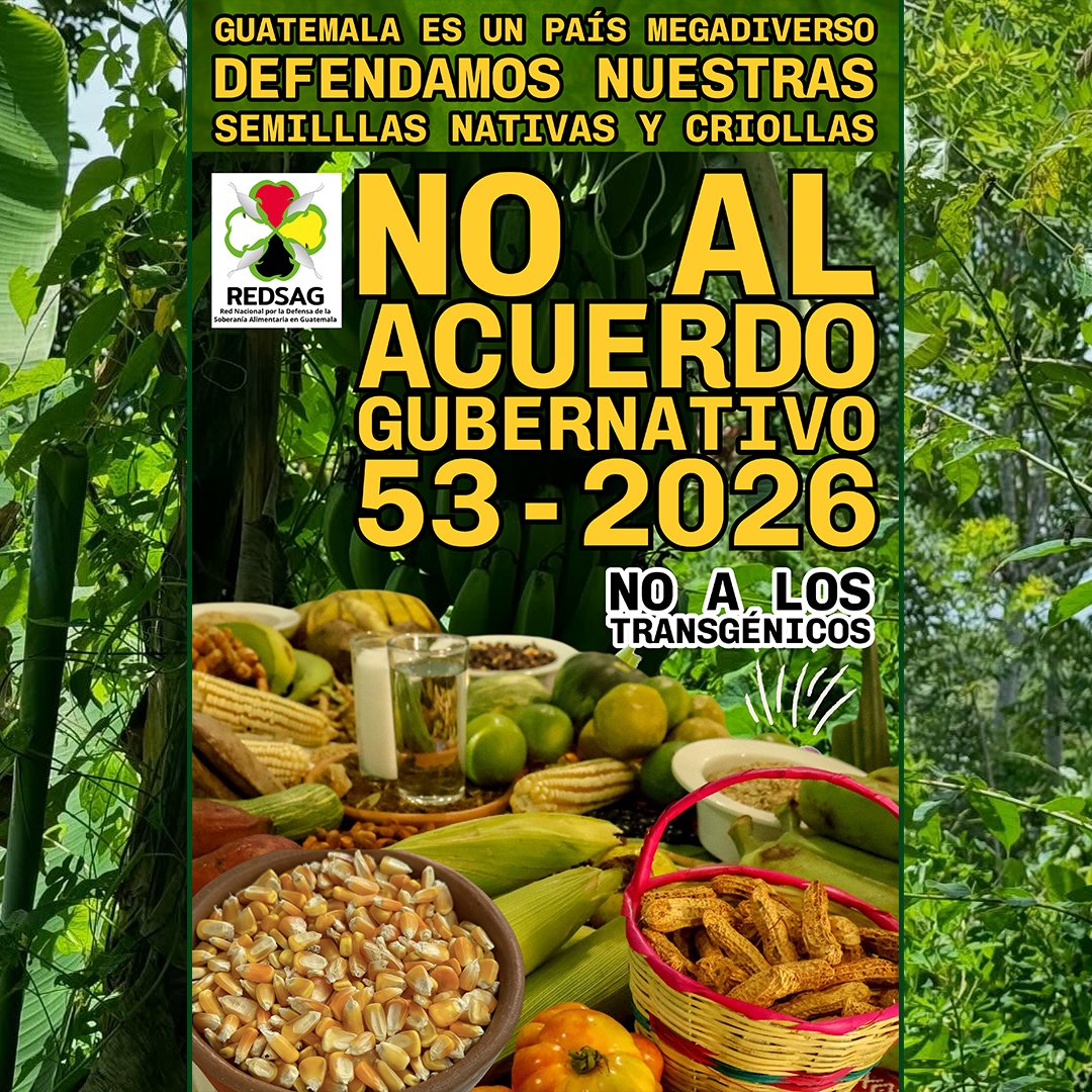 REDSAG_'s tweet photo. Defender la diversidad biológica, es defender la vida, los conocimientos ancestrales y la semillas nativas y criollas, ante la implementación de instrumentos legales que facilitan la entrada de los transgénicos en los territorios mayas, como el Acuerdo Gubernativo 53-2026. https://t.co/72gFbPBe1V