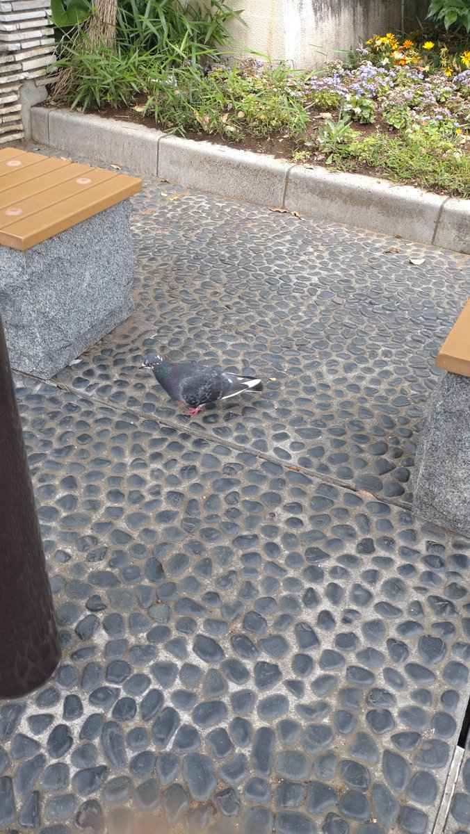 ディッション(クソ弓) tweet media
