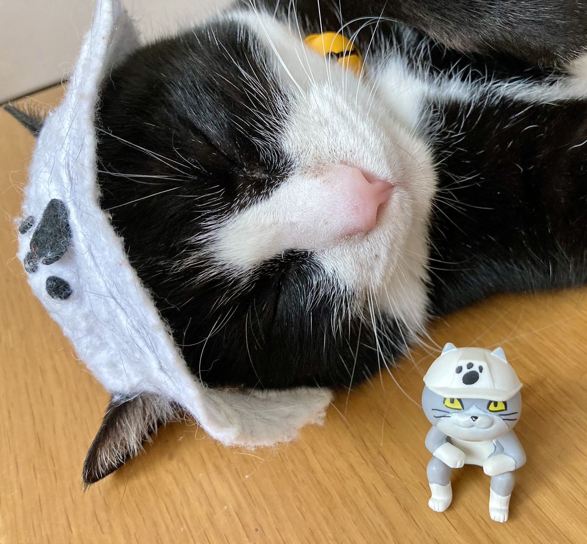 ぷみお現場の猫 (@0371satomi) / Posts / X