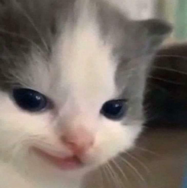 猫||Kёгэн tweet media