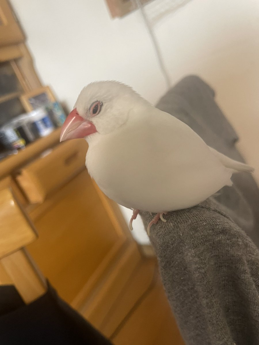 クロエ🐦@鳥垢 tweet media
