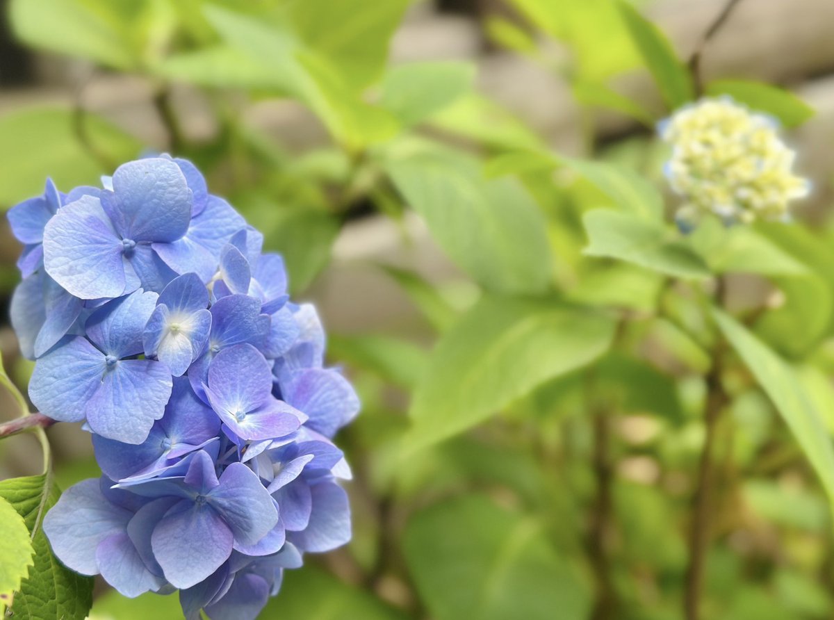 新田神社 tweet media
