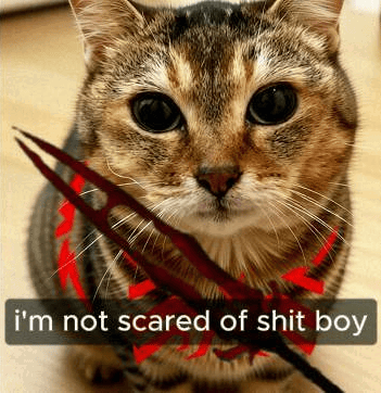 DearLadyMaria's tweet photo. Smirky cats know no fear 😼😼😼 https://t.co/LrWIVJ83b5