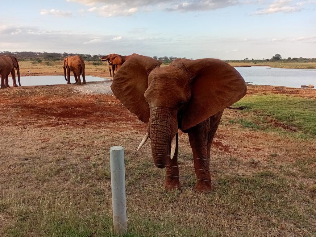 amerindoh's tweet photo. Beautiful Tsavo East... https://t.co/euDt1rBqiq
