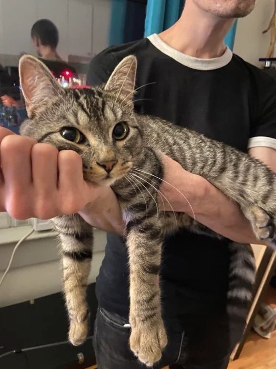 The Pets 𝕏 tweet media