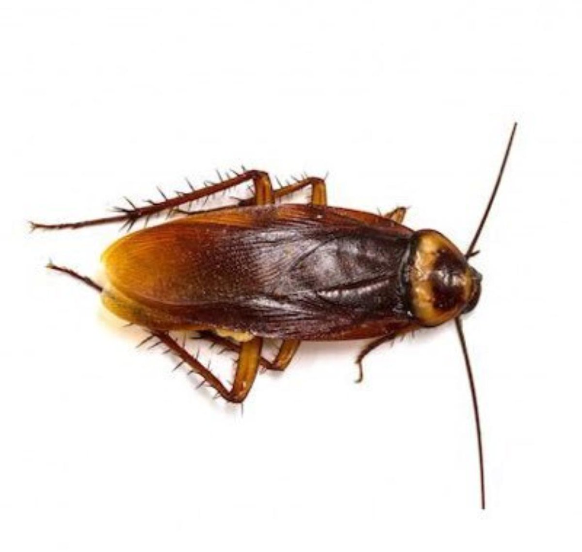 Cockroach Party of India tweet media