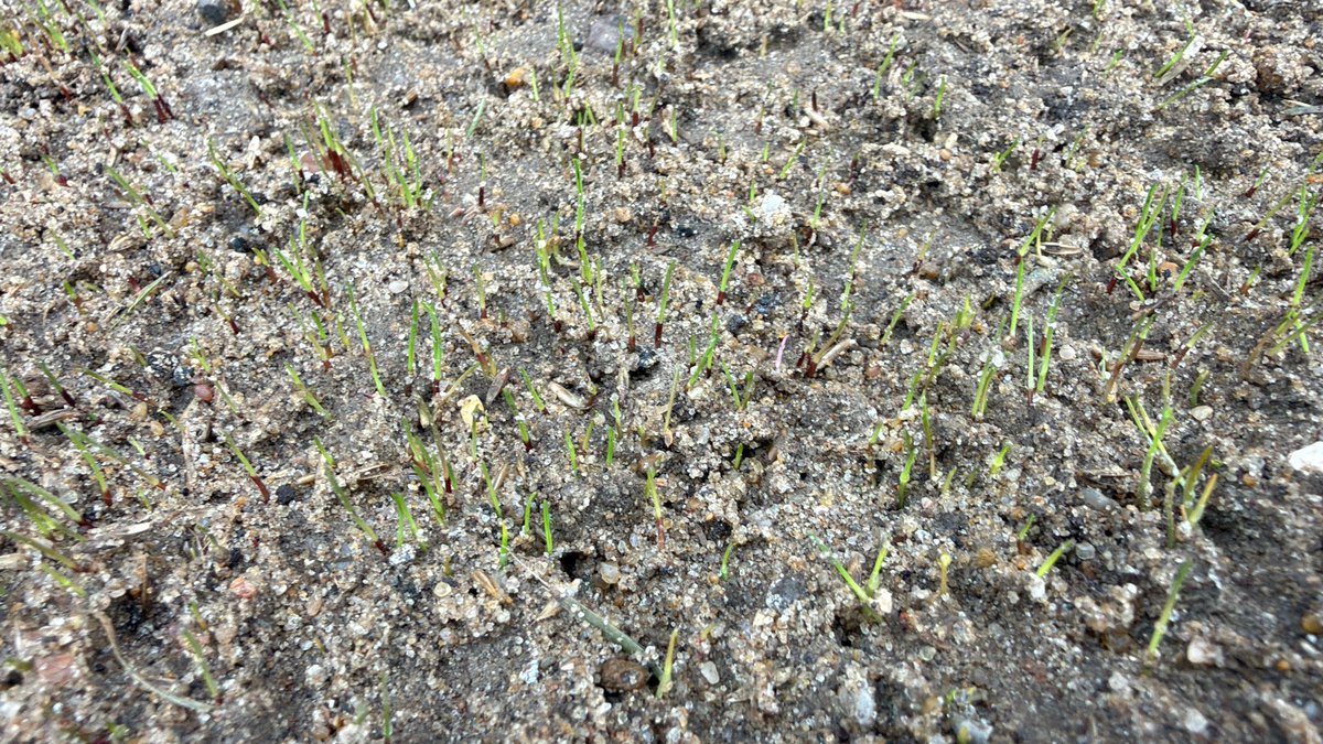 CharlieKerrKGS's tweet photo. 8 days from seeding 🌱 👌 @wellingunited https://t.co/FkhlBe5Y5A