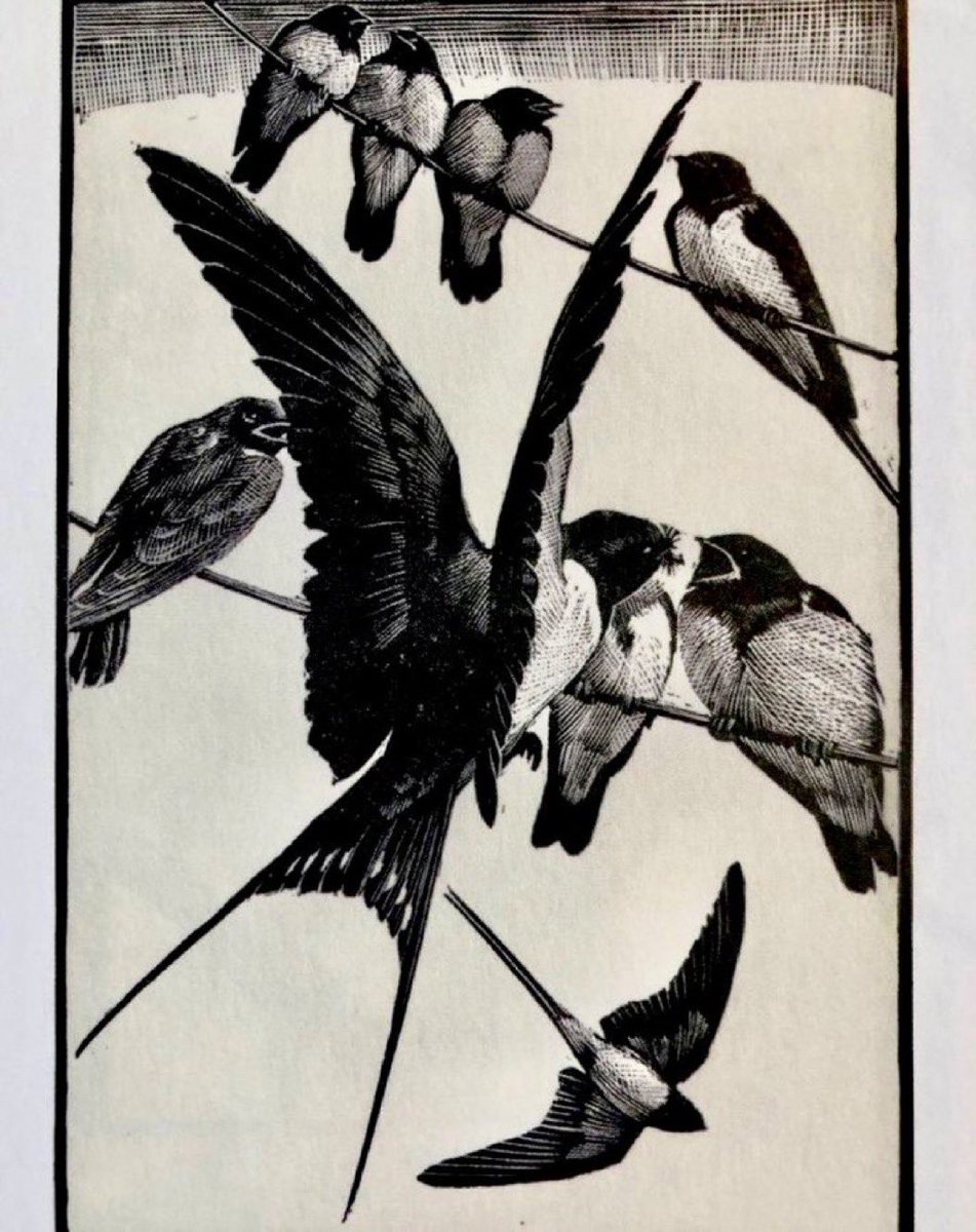 LBFlyawayhome's tweet photo. Other work of the Ladybird artists. 
‘The Swallows’ Rendezvous’ (1937)
Artist: CF Tunnicliffe https://t.co/Dv7FmtLA47