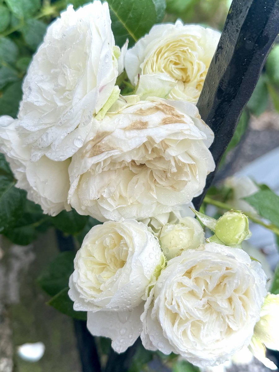 Ray_Rosegarden's tweet photo. ★トリニティ

ロサオリエンティスの白バラ
トリニティ

朝
雨に濡れても元気

葉は肉厚

さすがプログレッシオ
タイプ0

グリーン系のすっきりした香りも
潔い白バラにぴったり

隣のビェ・ドゥとアイスバーグが
ゾウムシ被害の時
この子だけ無事だった

#バラ #ロサオリエンティス 
#ガーデニング https://t.co/T7pHtJIinI
