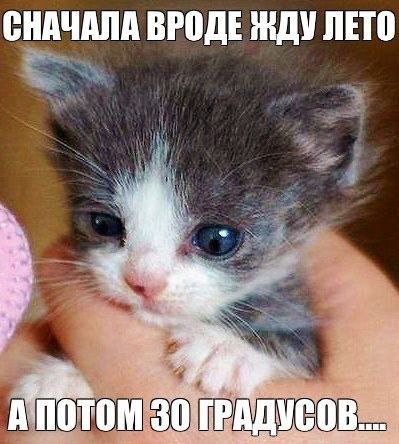 cats, i love cats tweet media