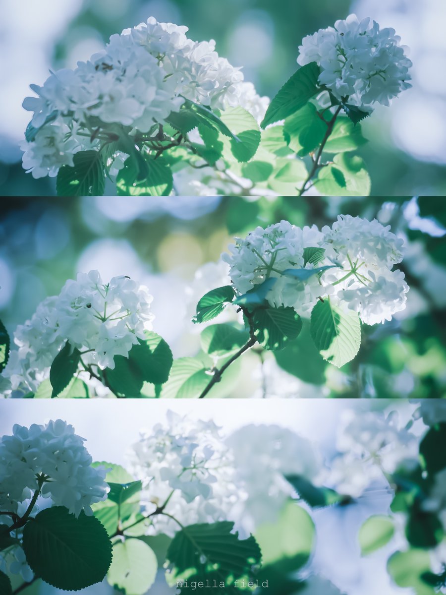 茨 | nigella field tweet media