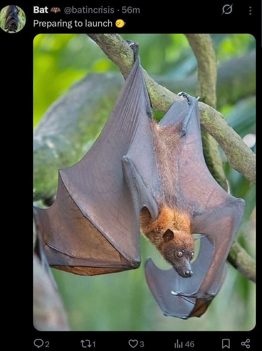 Bat 🦇 tweet media