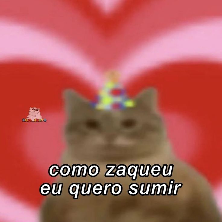 perfil dedicado a gatinhos e peitos tweet media