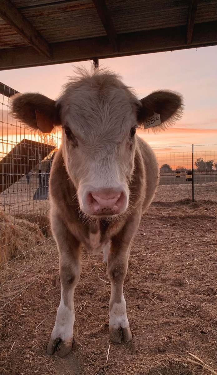 jack wolfe as cows tweet media