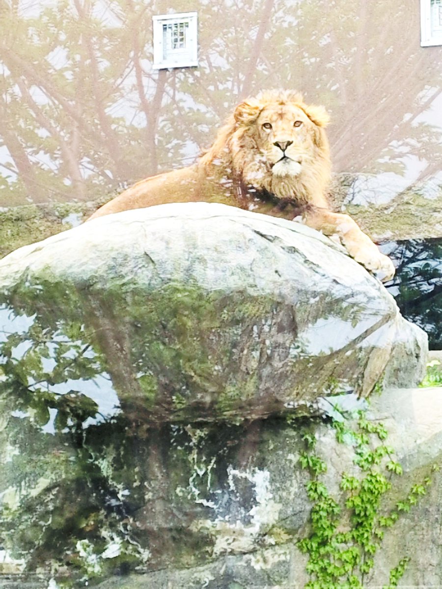 ライオンくん🦁まったりモード 〜札幌円山動物園💕✨〜