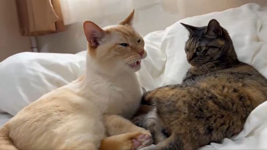 livedoornews's tweet photo. 【😲】ぽかーん顔を連発 猫の「フレーメン反応」まさかのおかわり
https://t.co/bmZlmG52PV

猫が強烈なにおいをかいだ時に、口を半開きにして表情を固める生理現象「フレーメン反応」。それを毛繕い中に連発して、「ぽかーん」とした顔をする猫の動画が話題になっている。 https://t.co/1OySJjsU1V
