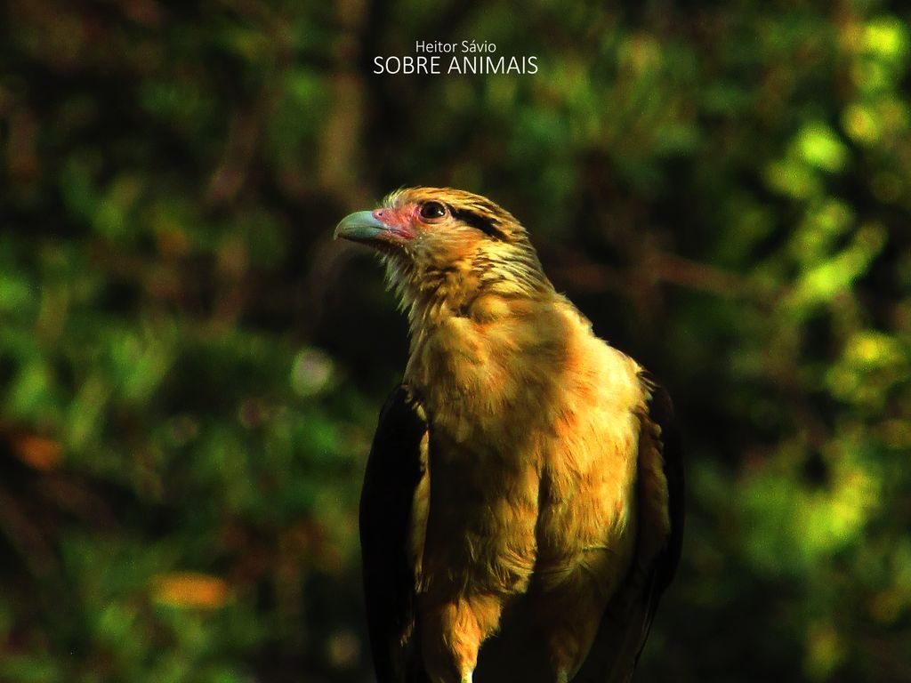 sobreanimaisyt's tweet photo. Gavião-carrapateiro (Daptrius chimachima)
#selvagem #bichos #natureza #animais https://t.co/GigT7911Nf