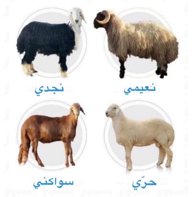 علي حاتم tweet media