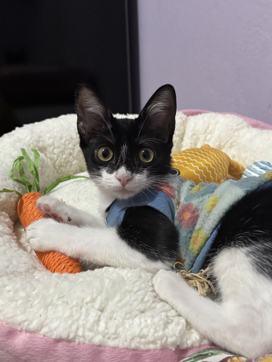 HannahMaroah's tweet photo. Sempre quis um gato desde que me entendo por gente, meu pai nunca deixou por falar que são “traiçoeiros”, esse ano não tinha ganhado presente de aniversário e tava decidida em ter um gato! Minha mãe sempre me apoiou e fomos as buscas, ela como ajudante de uma ONG, viu um post+ https://t.co/05LgWjL4e1
