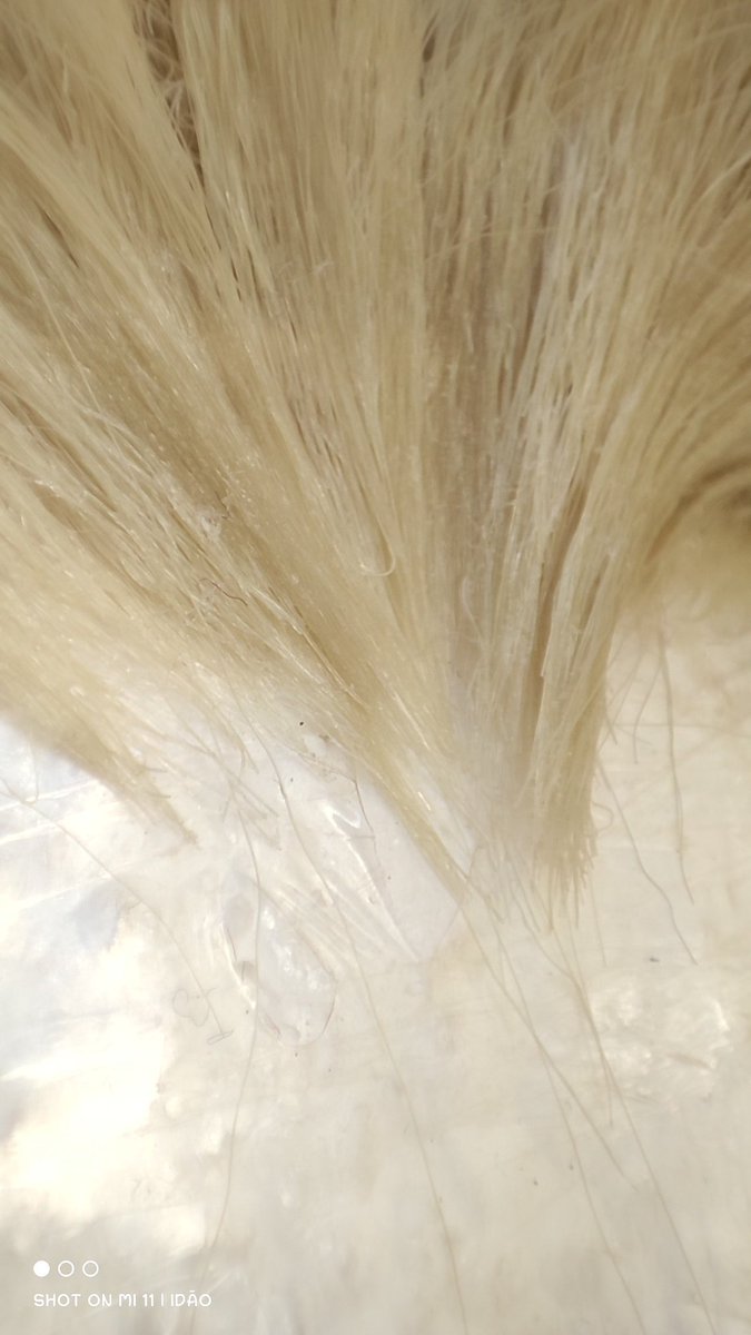 Strawber_ry's tweet photo. O quão peak essa raiz falsa ficou! 🤌🏻🤌🏻🤌🏻
#wigstyling #wigmaker #wigcosplay #varka #GenshinImpact https://t.co/ecZUhsJpWb