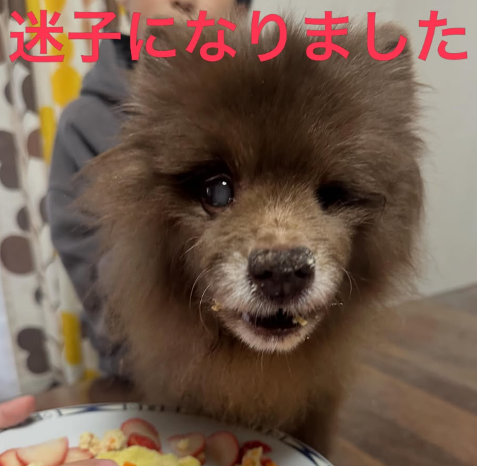 mama88872520's tweet photo. 左目失明・認知症状あり😟💦目撃されたら110番で保護依頼を🙇‍♀️
#広島県  福山市  福山市松永町  5/19夜逸走
#ポメラニアン ♂️ ココアちゃん 16歳💦濃茶の小型犬
#迷子犬  #迷い犬  羽原川  本郷川  藤井川  尾道市
情報お届け下さい🙏
飼い主様IG https://t.co/eVUIIBh5IK より
https://t.co/CecmeHN0gY https://t.co/Y2C2Wnp35l