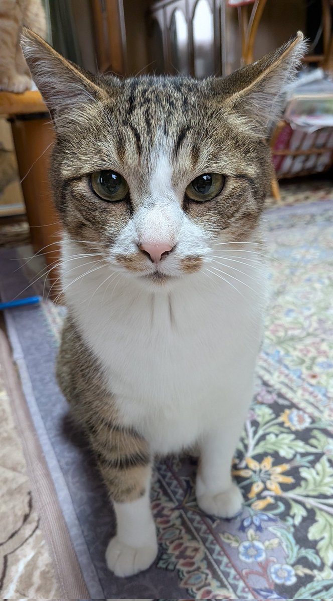 Naomi101888's tweet photo. いつも近くにいるすずちゃん🐱

 #猫のいる暮らし  #猫好きさんと繋がりたい  #猫のいる幸せ https://t.co/bvxxCnWqEZ