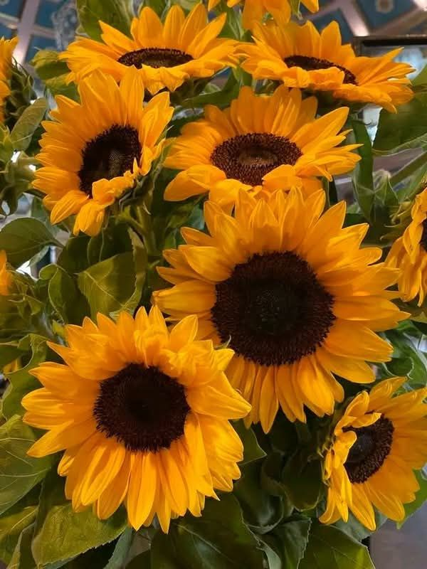 SUNFLOWER 🌻 tweet media