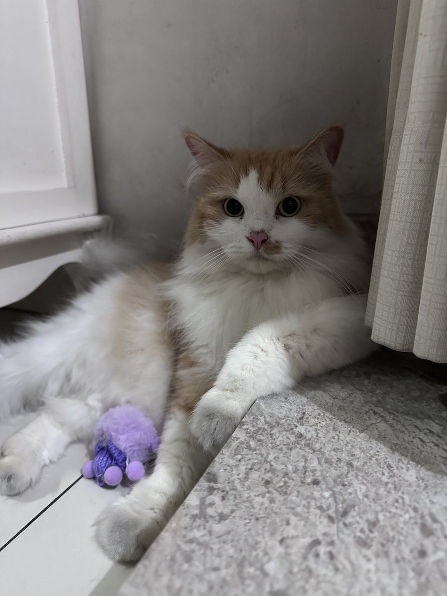 halo aku kucing tweet media