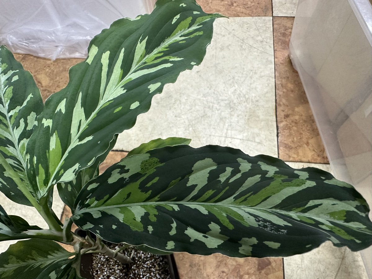 kaguya444's tweet photo. NEW！
Aglaonema pictum multicolor “Bergaris” from Padang Sidempuan【HW0523-31】
この前投稿してた株ですね。
3年経って初リリース🤣 https://t.co/arRZqeGhr3