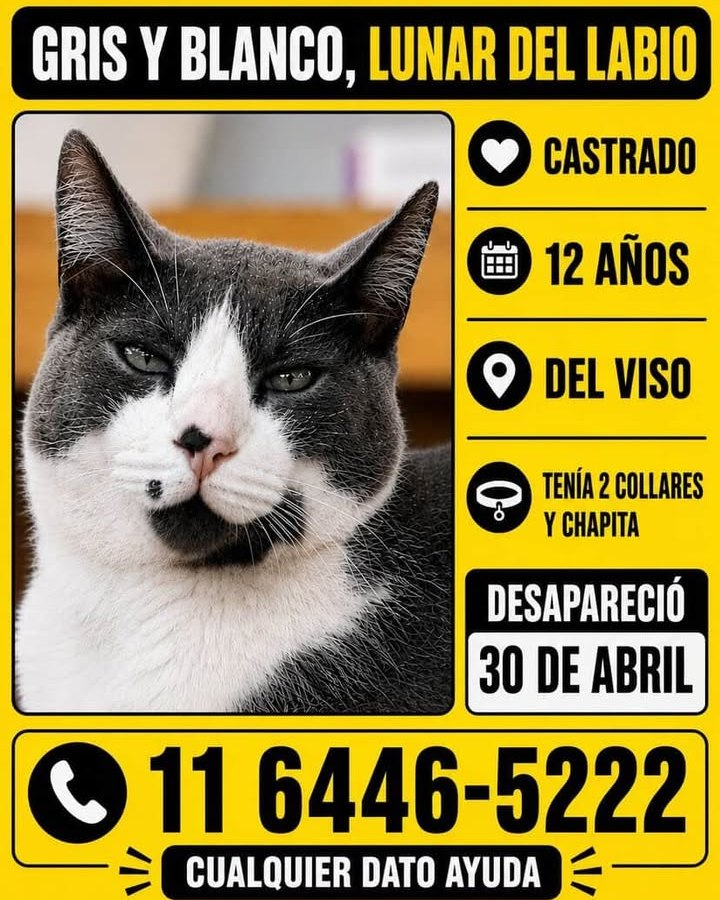Fundación De Gatitos tweet media