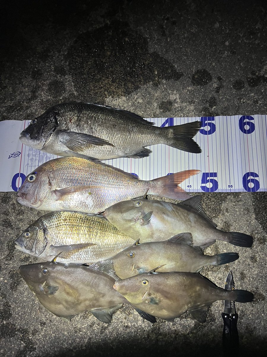 arayan9126's tweet photo. 月曜火曜2連休で久しぶりのフカセ🎣 https://t.co/cAh2adur5o