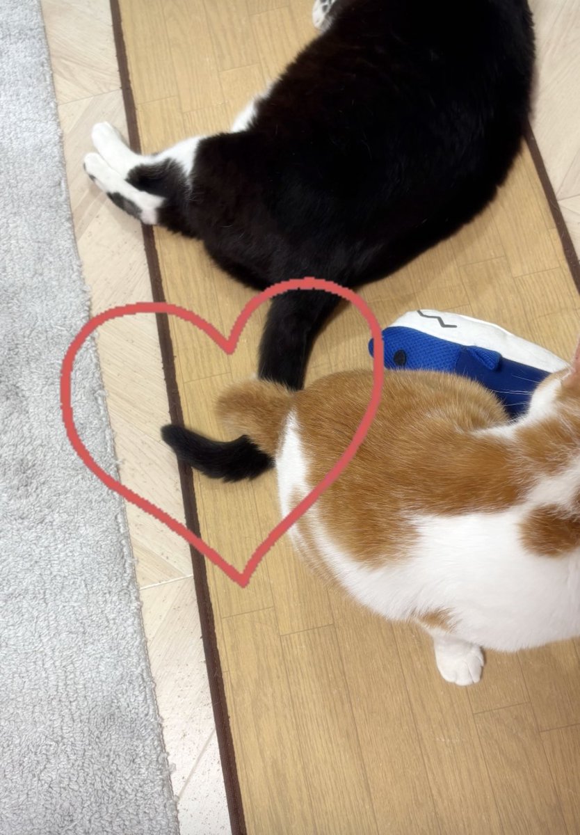 あほねこ 5/20水 ご予約スカスカです〜 ねこたちに会いにきてね🐾 店主は