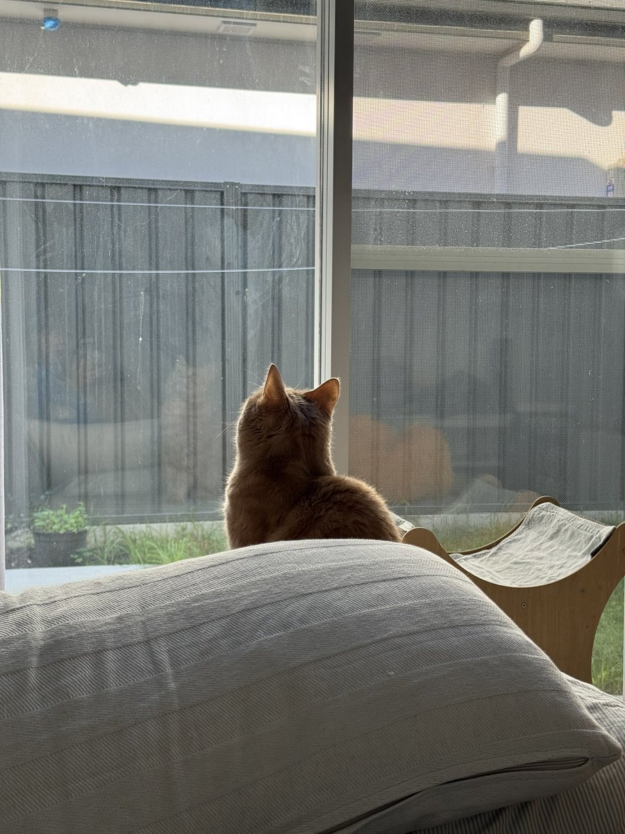 mercifulCAT's tweet photo. 가을 제철 밤송이 고양이 (호주는 가을이랍니다 여기 덜 추운 가을은 좋아요 근데 기후 변화는 정말 걱정임) https://t.co/j26j8VcDeF