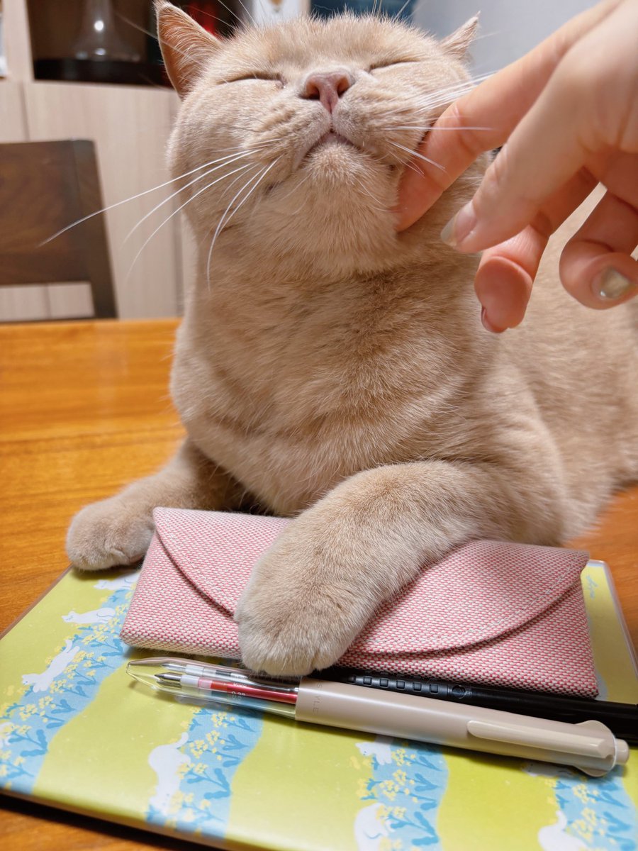 びっけ tweet media