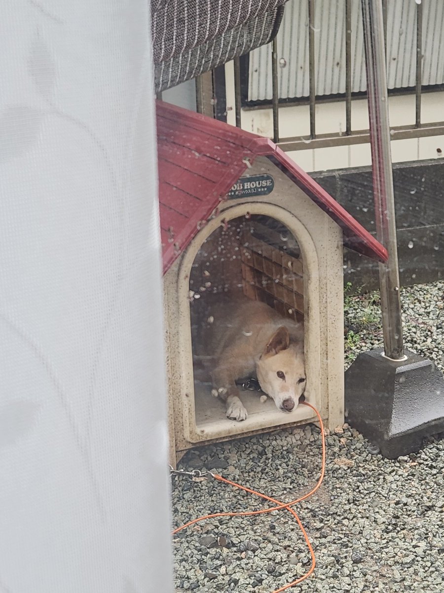 name_kota's tweet photo. 映画も見たし、ニトリでクッション買ったし
こたろう見たし1日終わり https://t.co/dfr1k7n5fo