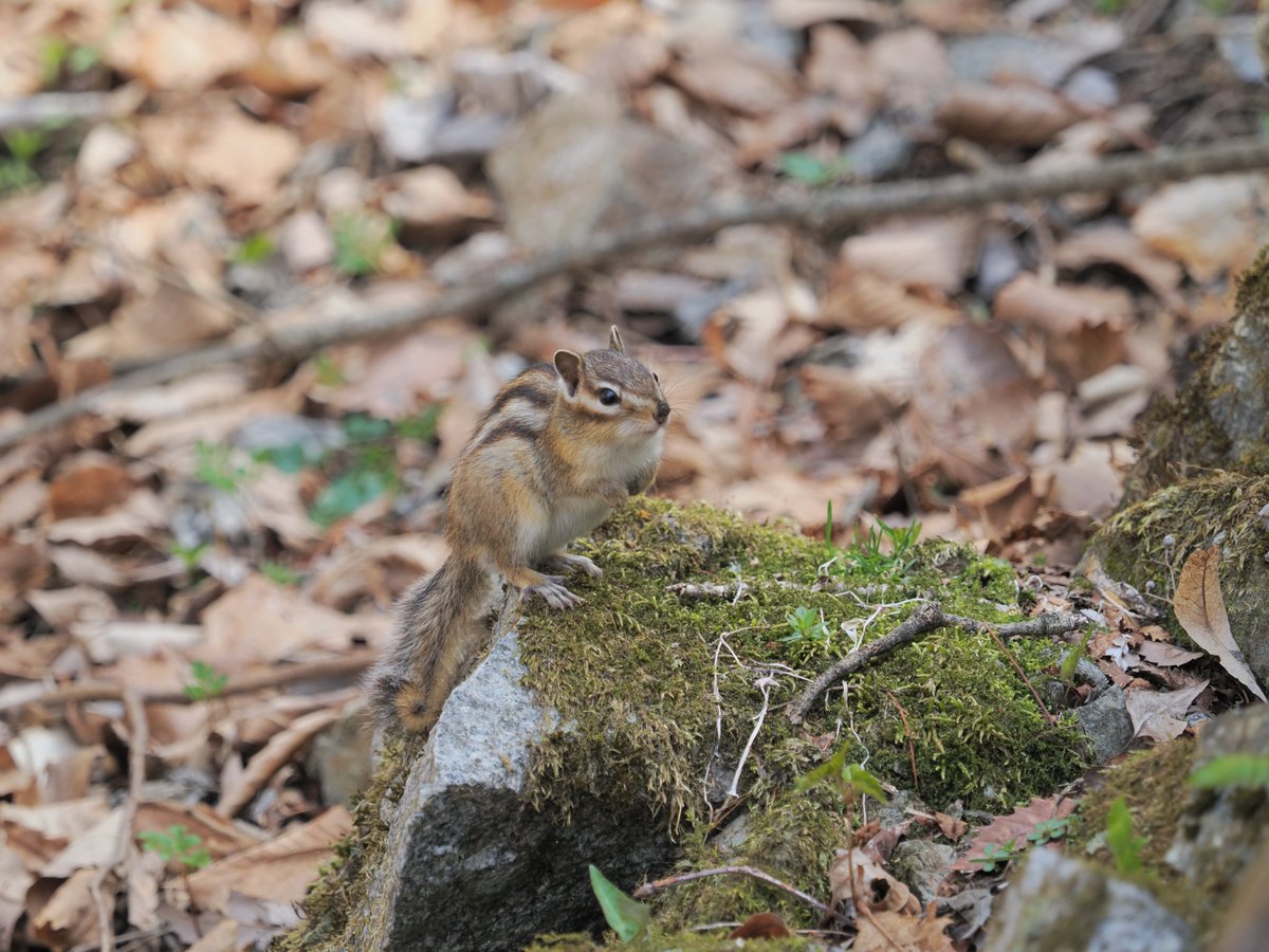 fourthirds43's tweet photo. 山歩きの途中、シマリスに出会いました🐿️
木漏れ日の中で見せる小さな仕草を撮影📸
出会いの瞬間を逃さず残せるのも、マイクロフォーサーズの楽しさです🌿

#マイクロフォーサーズ
#MicroFourThirds
#M43
#リス https://t.co/0lQIjt9bIc