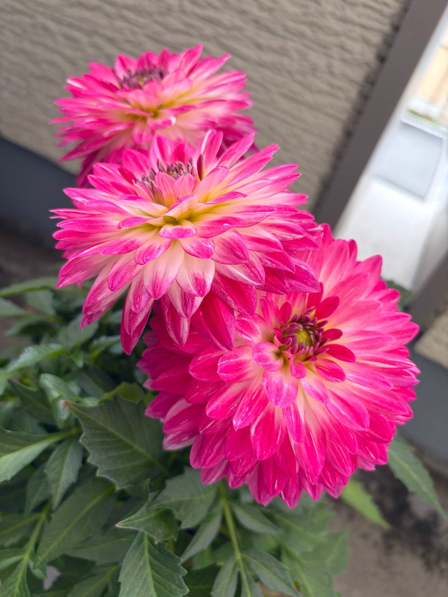 きょう✩.*˚ tweet media