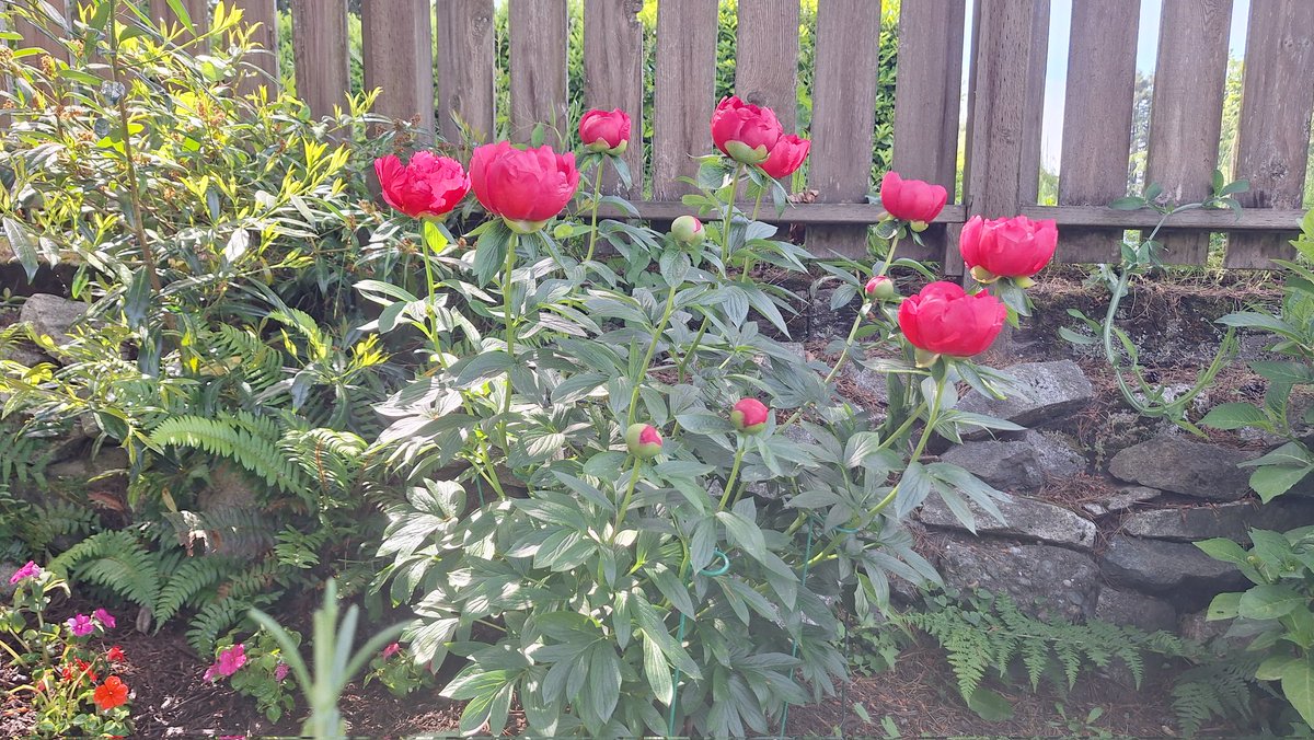 MidnightAdria's tweet photo. She's starting to bloom!🥰 https://t.co/RNud6qVSCN