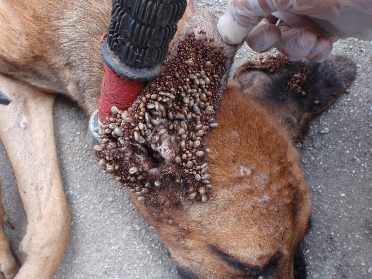 GodRules_HQ's tweet photo. Dogs and deer being completely covered in Lone Star Ticks is now going viral on X. 
  
In this video I present evidence that they are dropping these ticks in boxes on to farmers properties in some places in America (particularly in the Southern states). 
 
Also, we have now these ticks already showing up in California.  With over 100 people getting Alpha Gal syndrome in Martha's Vineyard.  I cover this and a ton more in my video here. -