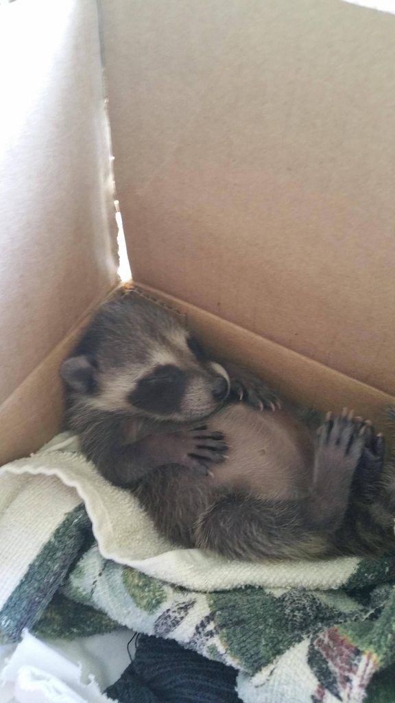 Raccoon tweet media