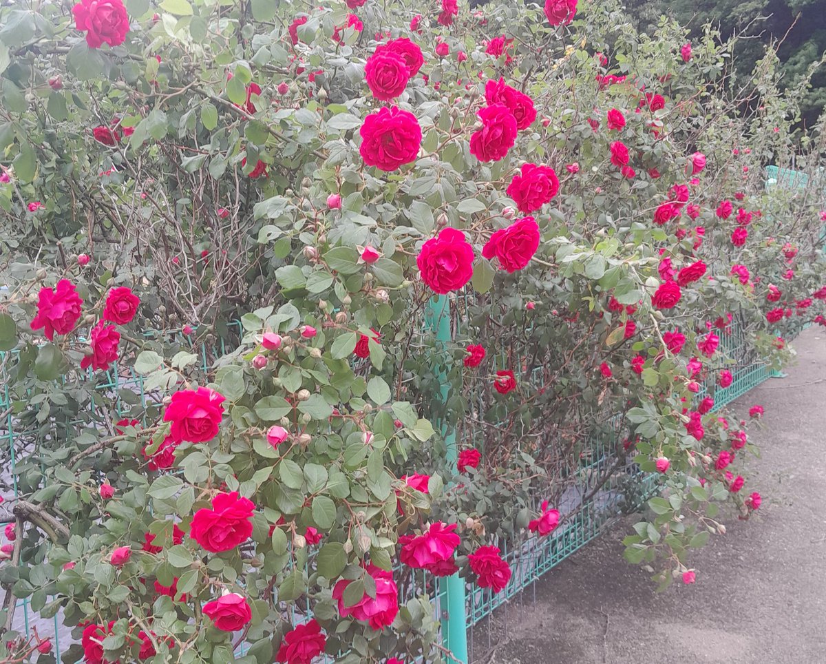 jsko2019's tweet photo. Rose is a rose, love is a love, but there is the thorn. https://t.co/u5RVgAqAGC
