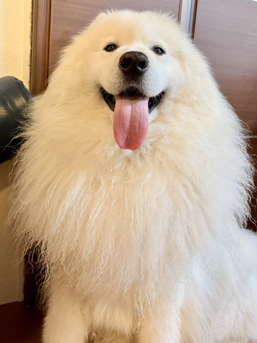サモエドのサニー (@samoyedsunny) / Posts / X