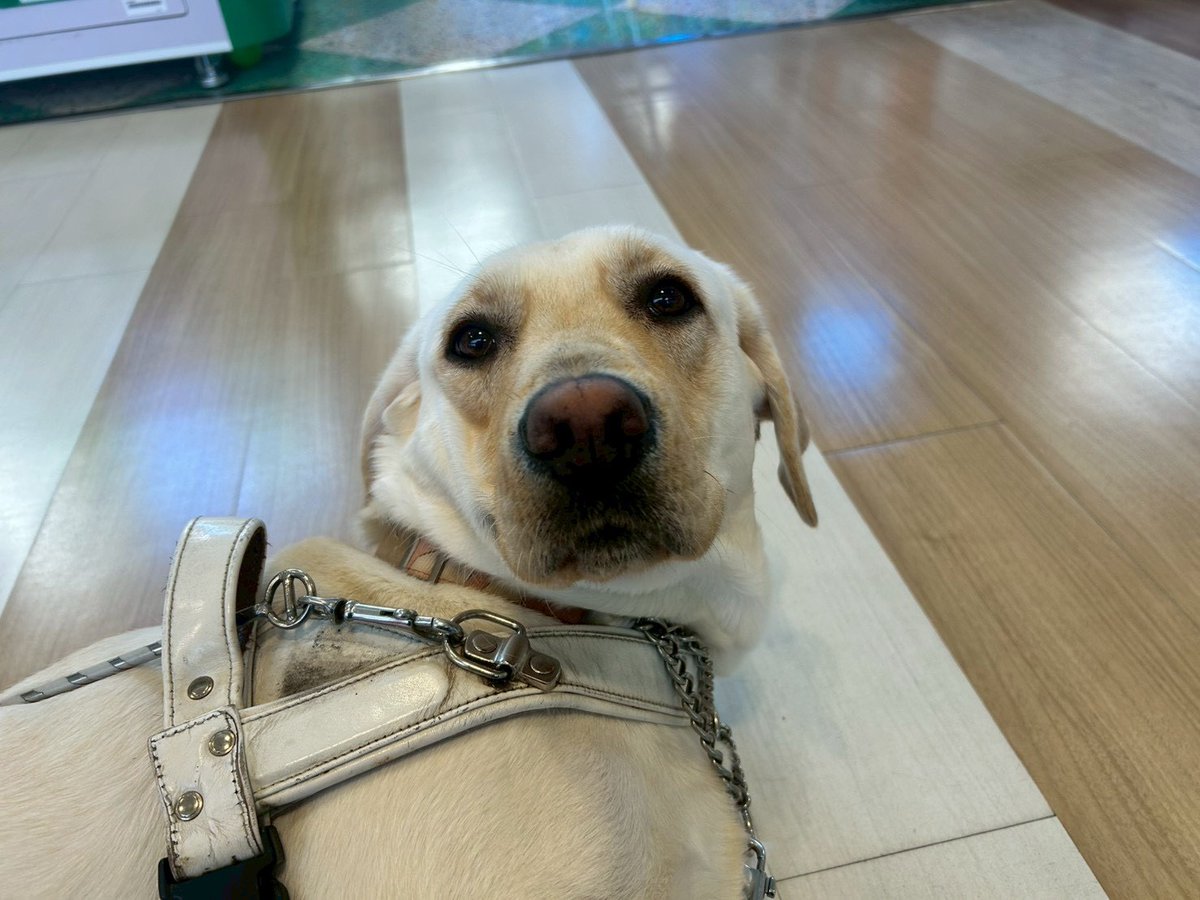 日本ライトハウス 盲導犬訓練所 tweet media