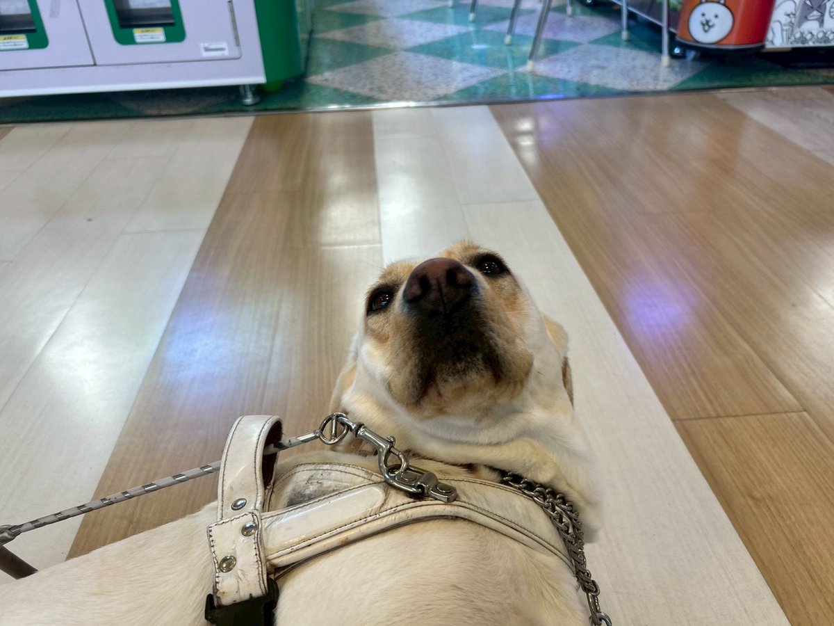 日本ライトハウス 盲導犬訓練所 tweet media