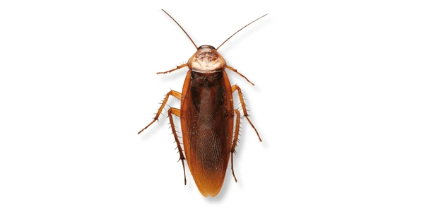 cashmeretimes's tweet photo. 🪳🇮🇳 Indians Embrace the Cockroach

A New Political Movement Emerged in India called #CJP (Cockroach Peoples Party in English)

It's followers call themselves "Cockroaches"
&amp; demand reforms

CJP gained over 10 Million Followers in Just 3 days overtaking India's Ruling Party BJP https://t.co/Fp3z6hxDAW