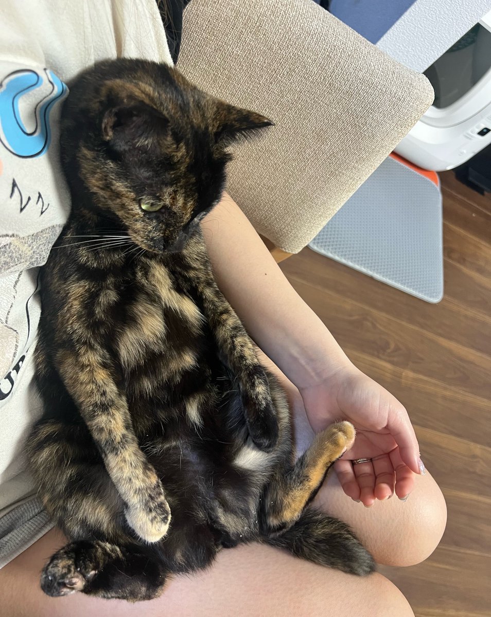 サビ猫くるみ (@kurumi_sabi) / Posts / X