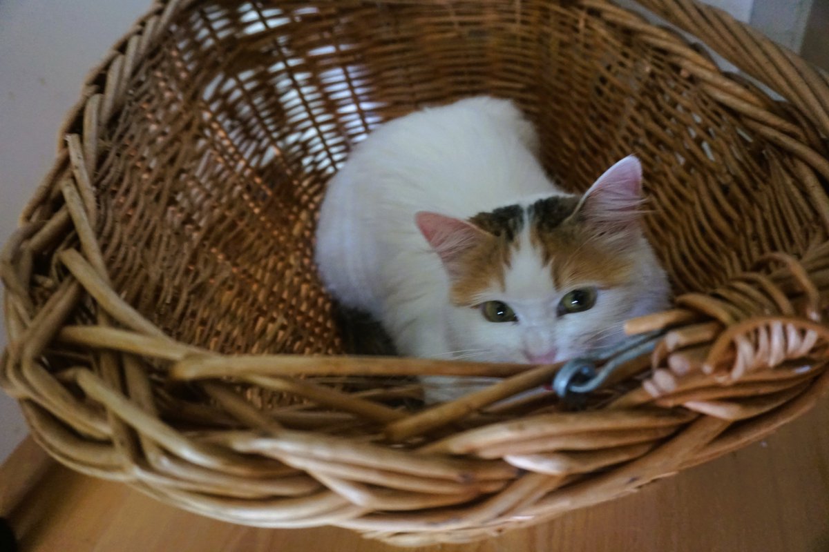 The 4 Van Cats tweet media